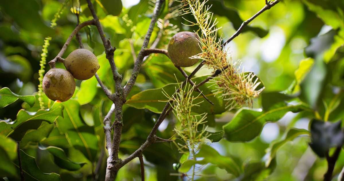 マカダミアナッツの木