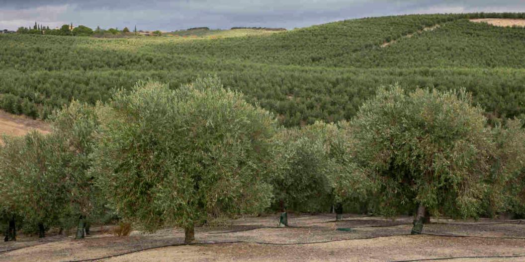 カサスデウアルド　オリーブオイルの木